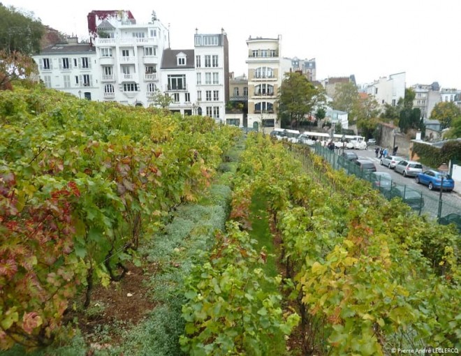 Viñas de Montmartre en París