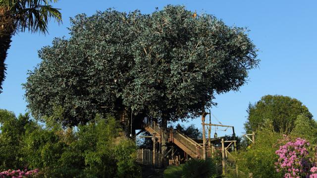 Árbol de la cabaña de Robinson en Disneyland Paris