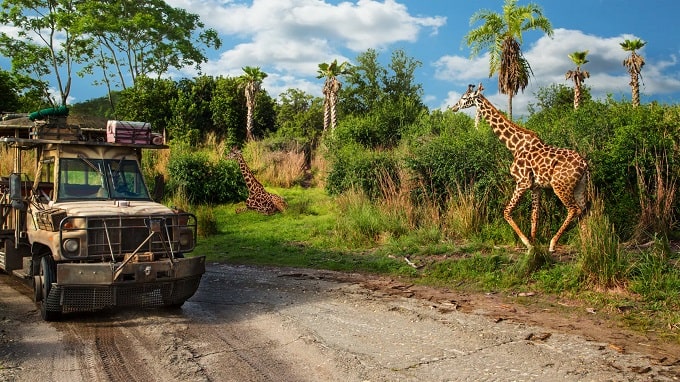 Todoterreno junto a dos jirafas en el safari de Animal Kingdom Orlando