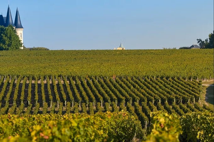 Médoc y sus viñedos