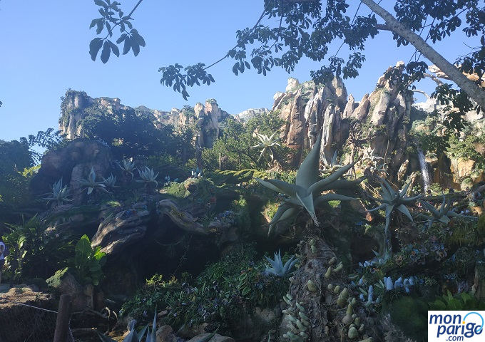 Plantas y otra vegetación en el parque Animal Kingdom Orlando