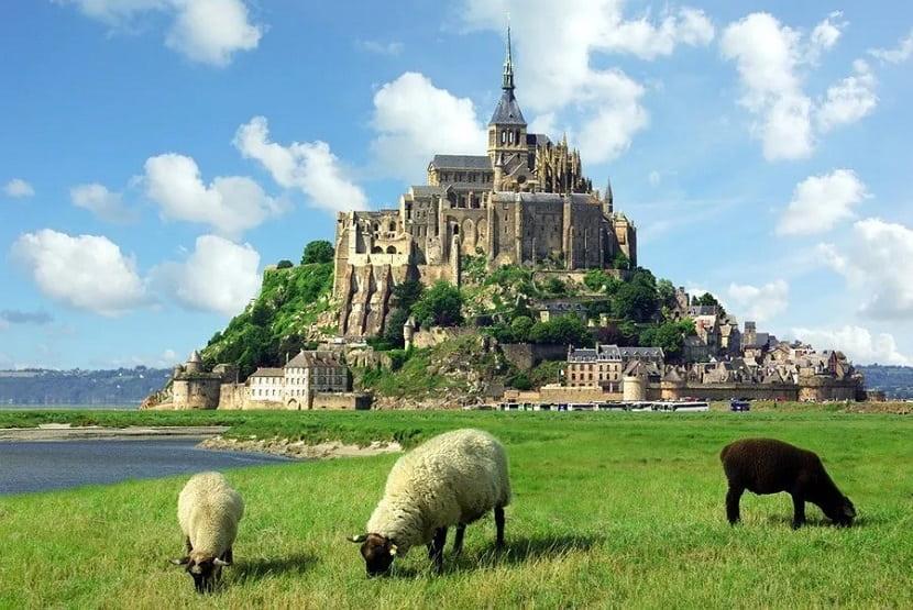 Ovejas pastando junto al Mont-Saint-Michel